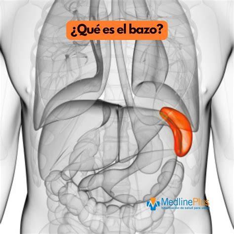 Ubicación del bazo en el abdomen humano