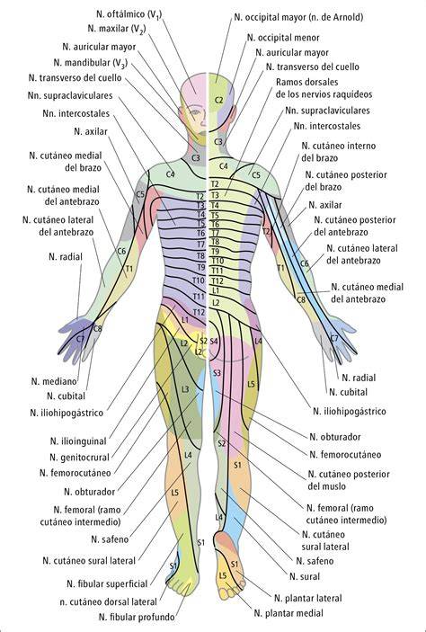 Mapa de sensibilidad táctil del cuerpo humano
