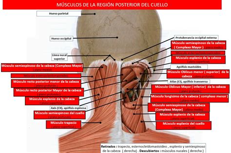 músculos posteriores del cuello anatomía