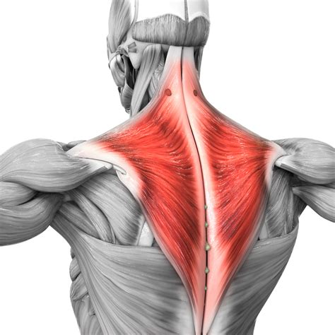 trapecio posterior cuello escápula anatomía