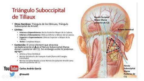 triángulo suboccipital arteria vertebral