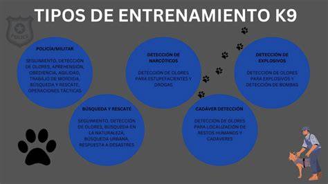 cancha de entrenamiento perros K9 escombros