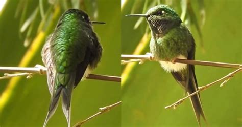Colibrí de los bosques andinos subtropicales