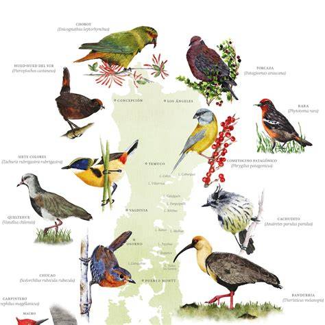 Mapa de aves endémicas del archipiélago hawaiano