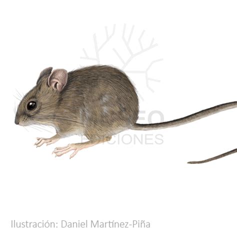 Ratón de cola larga en hábitat silvestre