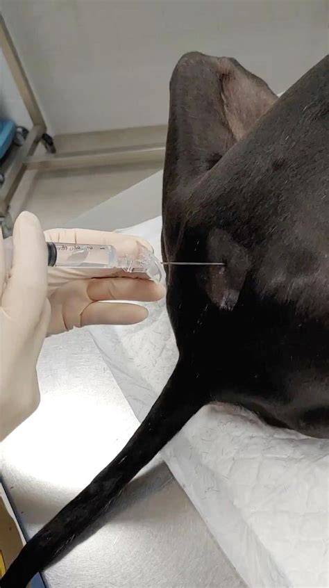 Abordaje lumbosacro epidural en perro