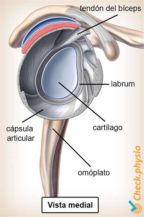 anatomía del hombro lanzador GIRD SLAP