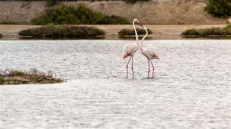 Flamencos laguna Delta del Ebro