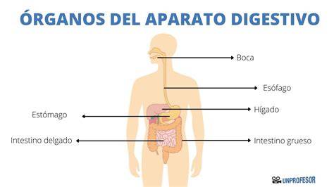 Órganos principales del sistema digestivo