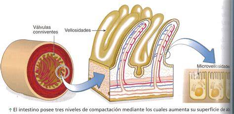 Vellosidades intestinales y absorción de nutrientes