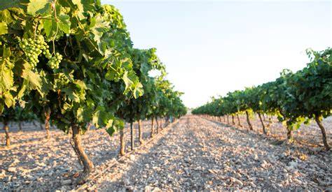 Viñedos de Castilla-La Mancha