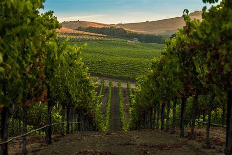 Viñedos de Napa Valley California