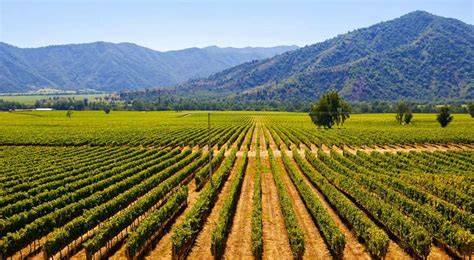 Viñedos chilenos del Valle Central
