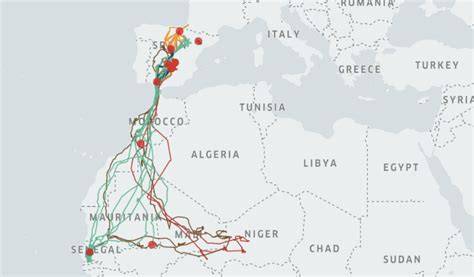 Cigüeña blanca planeando en migración