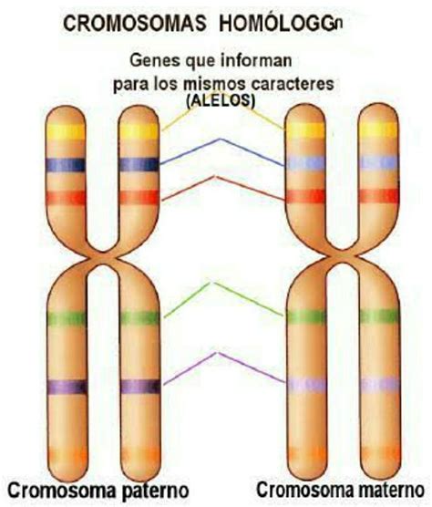 cromosomas homólogos con genes ligados