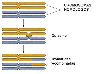 quiasma durante profase I meiosis