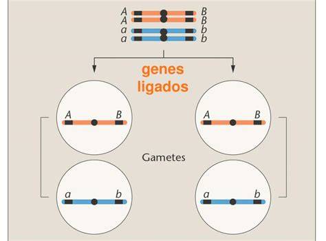 mapa genético de genes ligados