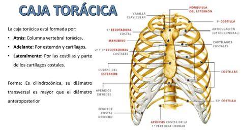 Columna torácica y caja torácica