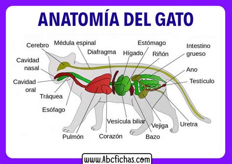 anatomía de la cola del gato