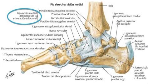 Anatomía de ligamentos laterales del tobillo