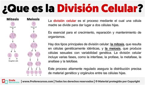 División celular en raíces de plántula
