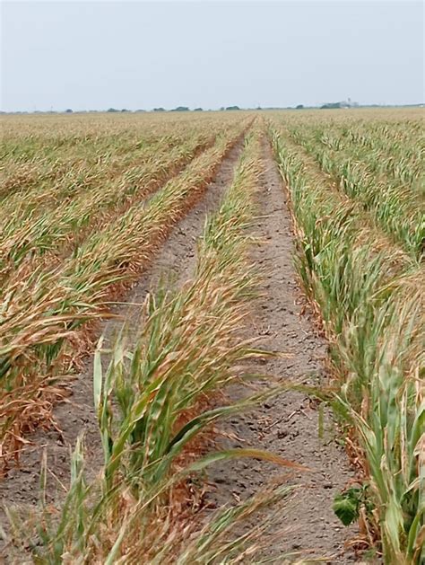 Daños por 2,4-D en sorgo y trigo