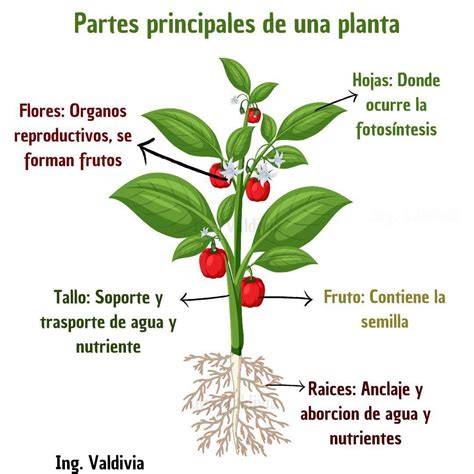 Partes principales de una gorra