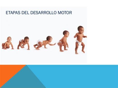 Etapas del desarrollo motor hasta caminar