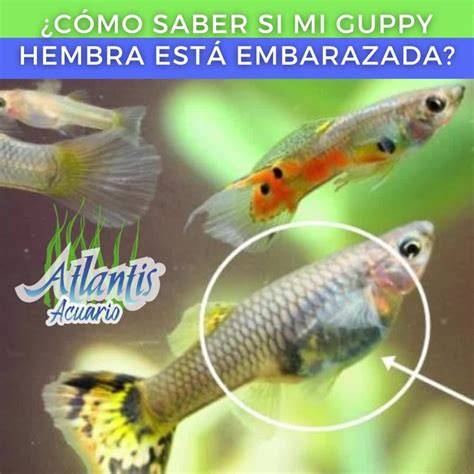 hembra guppy embarazada punto grávido