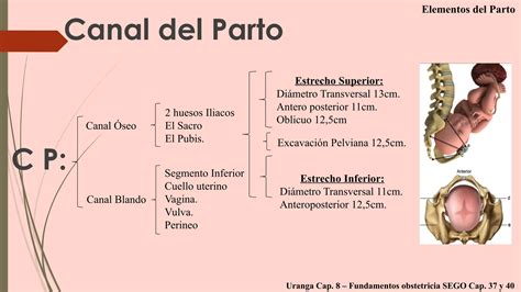 Pelvis materna y canal del parto