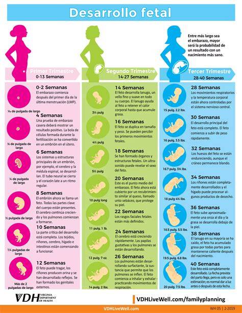 Desarrollo fetal por semanas de gestación