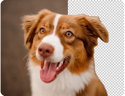 alineamiento de imagen PNG transparente