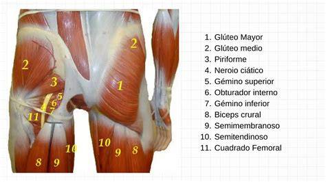 Anatomía de los músculos glúteos