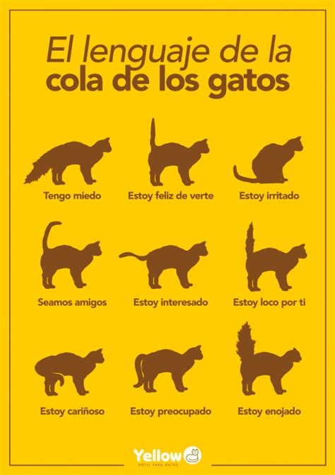 lenguaje corporal felino cola orejas postura