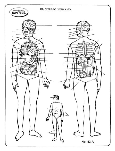 Esquema del cuerpo humano sin nombres