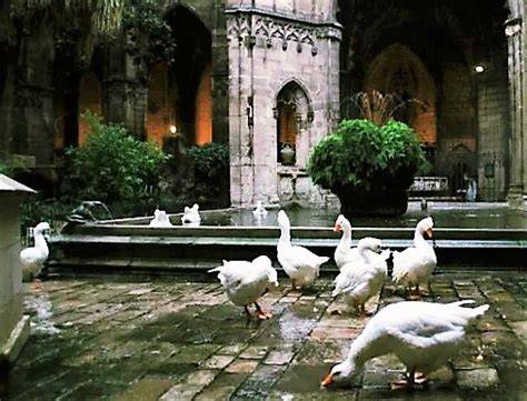 Claustro medieval con ocas blancas