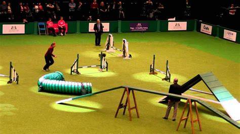 Cancha de arena con circuito agility para perros