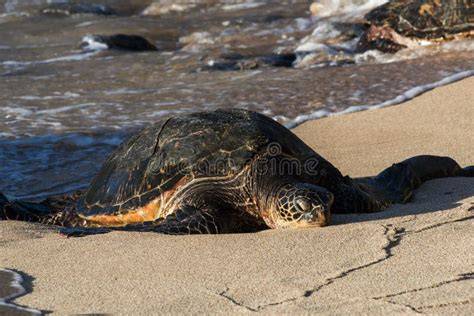 tortuga marina en playa protegida