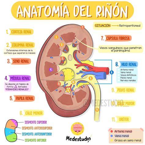 Anatomía del riñón y aparato urinario