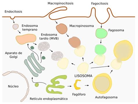 Ruta endosomal del receptor hacia lisosoma