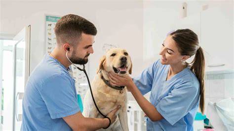 Veterinario atendiendo mascota en clínica móvil