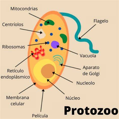 Partes de un protozoo eucariota