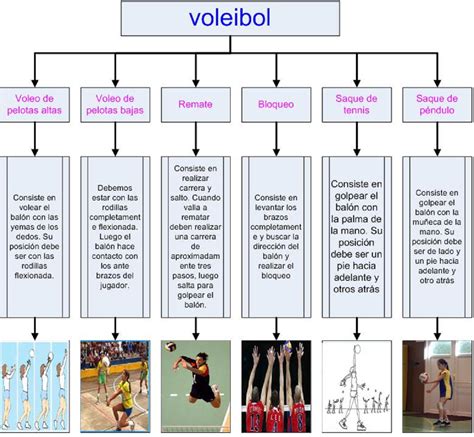 Mapa muscular del remate de voleibol