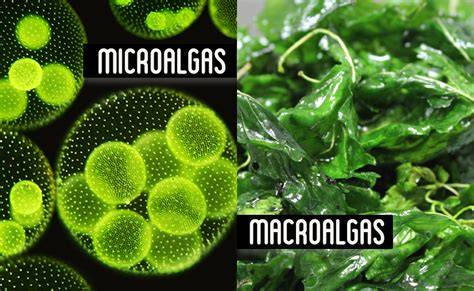 Microalgas y macroalgas marinas comparadas