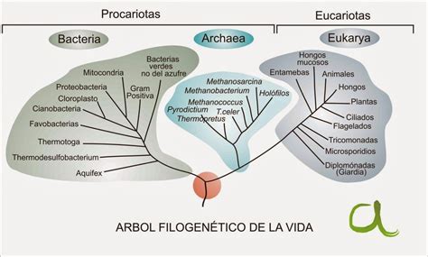 Árbol filogenético simplificado de las algas