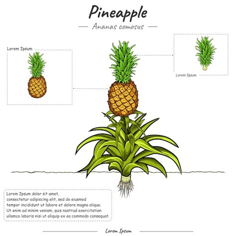 Partes externas de una piña etiquetadas