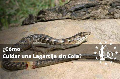 Lagarto sin cola y cola regenerada