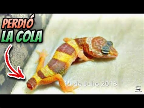 Gecko con pérdida de cola