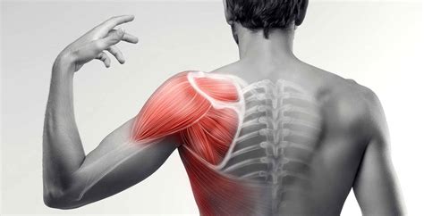 anatomía del hombro en baloncesto