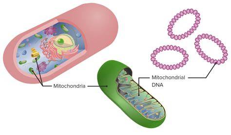 Mitocondria con ADN circular